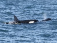 Orcas in Island